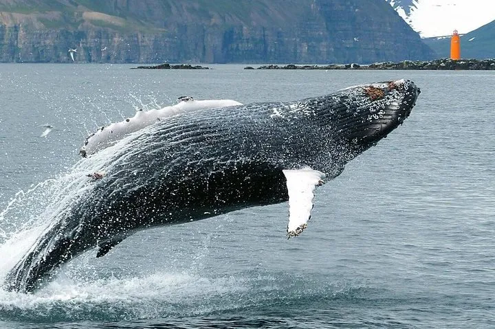 Oak whale-watching boat on Eyjafjörður fjord near Hauganes on a whale watching and sea angling fishing tour in North Iceland